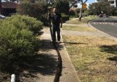 Tree roots in storm water pipes