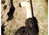 Tree roots blocking & damaging pipework