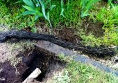Tree roots removed from pipework